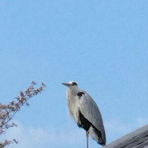 イノグチ