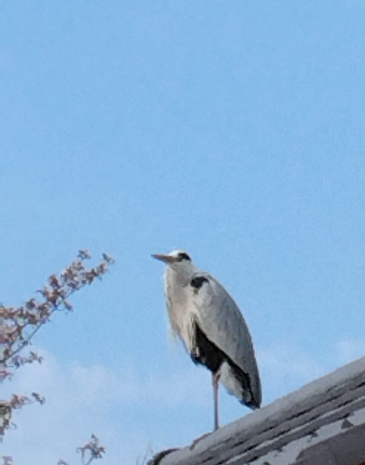 イノグチ